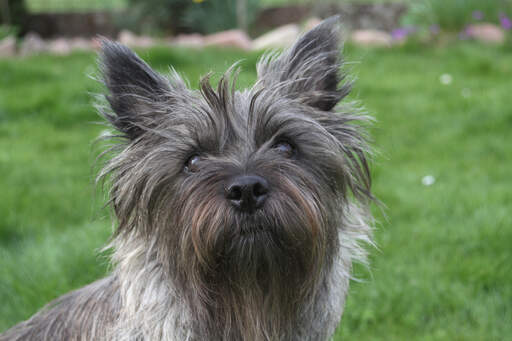 Gros plan sur les merveilleuses oreilles pointues et le long poil dur du cairn terrier.