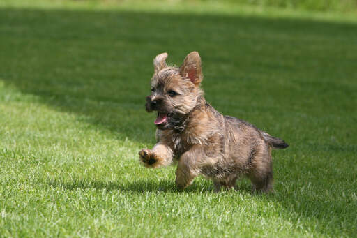 Un adorable petit cairn terrier jouant dans l'herbe