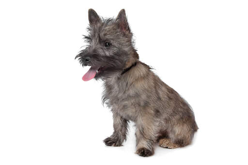 Un jeune chiot cairn terrier au poil court et épais