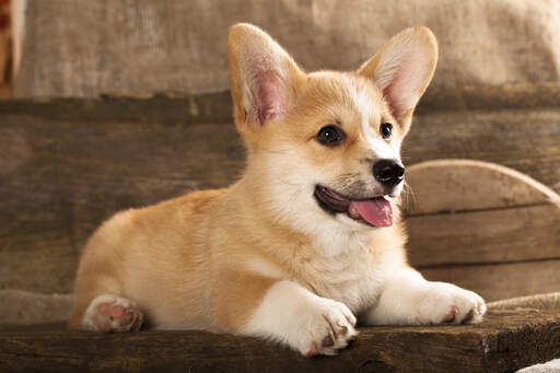 Un magnifique petit chiot cardigan welsh corgi au pelage doux et épais