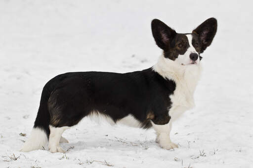 Un welsh corgi noir et blanc en cardigan, montrant son beau et long corps.