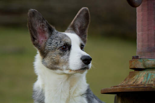 Gros plan sur les belles et grandes oreilles d'un cardigan welsh corgi.