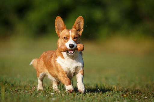 Un magnifique cardigan welsh corgi brun et blanc jouant dehors