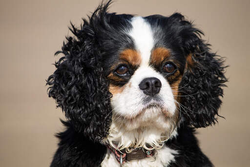 Les belles oreilles débraillées d'un épagneul cavalier king charles