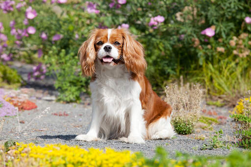 Un petit épagneul cavalier king charles en bonne santé avec un pelage de style traditionnel