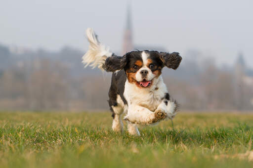 Un adorable petit épagneul cavalier king charles qui fait de l'exercice