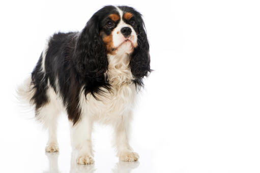 Un épagneul cavalier king charles adulte avec un beau et long poil