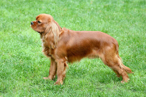 Un épagneul cavalier king charles rouge montrant son beau et long corps