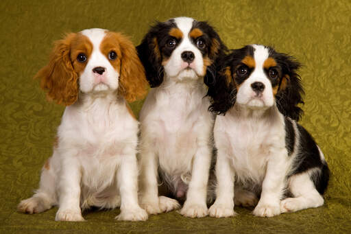 Trois petits épagneuls cavaliers king charles assis patiemment