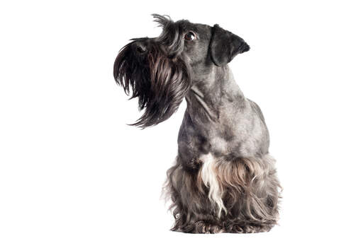 Un cesky terrier montrant sa barbe soignée et ses grands yeux magnifiques