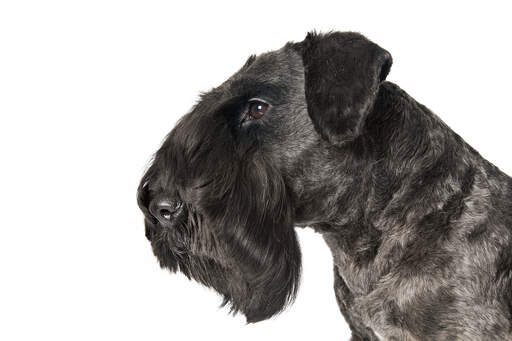 Gros plan d'un terrier césky avec une magnifique barbe soignée.