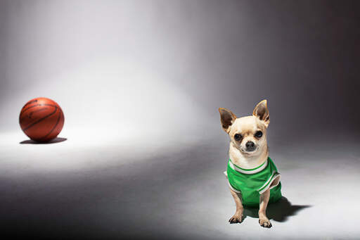 Un petit chihuahua habillé d'un haut de basket-ball