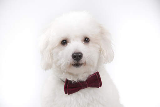 Un beau coton de tulear dans un nœud papillon