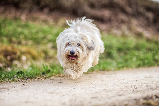 Un coton de tulear bondissant lors d'une promenade