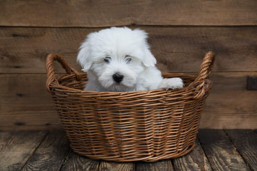 Un joli jeune coton de tulear dans un panier