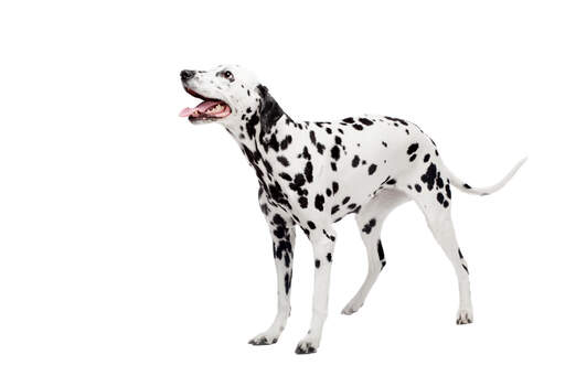 Un beau jeune adulte dalmatien qui se tient bien droit