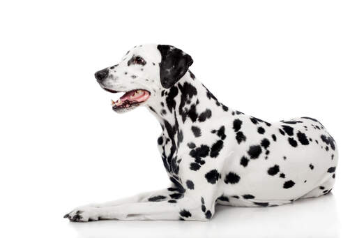 Un dalmatien adulte avec un motif de taches très typique