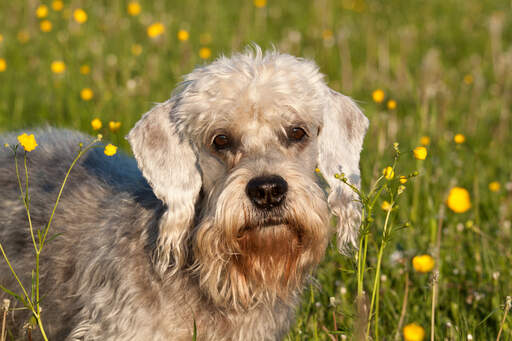 Chien Dandie Dinmont Terrier Races de chiens