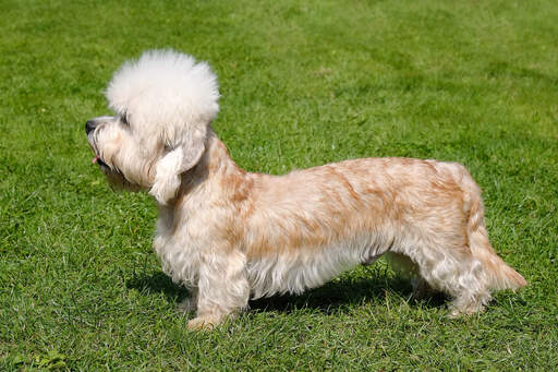 Un beau petit dandie dinmont terrier montrant son long corps