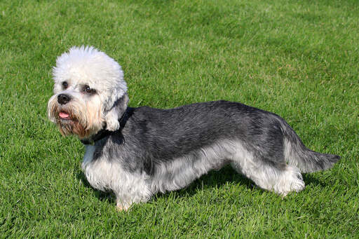 Un jeune dandie dinmont terrier en bonne santé avec un beau corps allongé