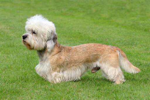 Un mâle dandie dinmont terrier en bonne santé avec un beau poil long et doux