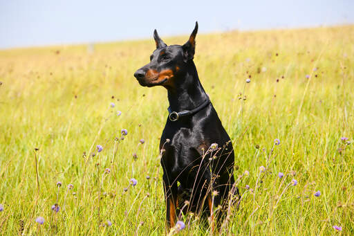 Un doberman pinscher assis très haut, montrant son incroyable pelage foncé