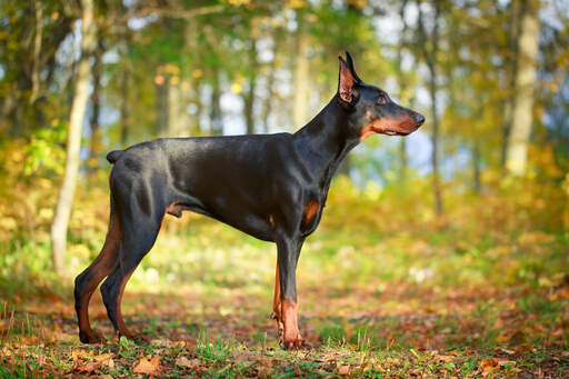 Un doberman pinscher mâle montrant sa queue touffue et son corps musclé