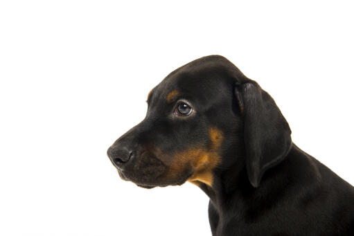 Les oreilles tombantes d'un jeune chiot doberman pinscher