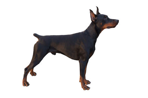 Un jeune doberman pinscher montrant ses longues jambes et sa queue touffue