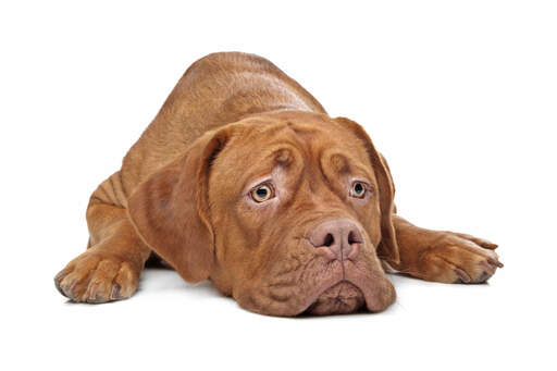 Les beaux yeux d'un jeune dogue de bordeaux