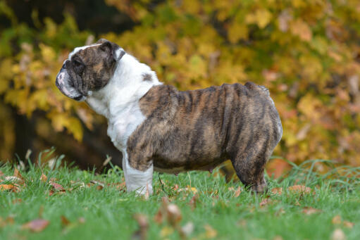 Une belle femelle bulldog anglais montrant son magnifique pelage ridé