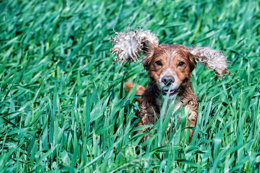 Un cocker anglais bondissant dans les hautes herbes