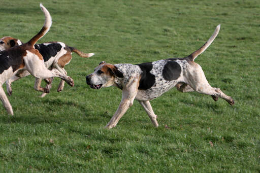 Un grand foxhound anglais avec son corps musclé et son odeur incroyable