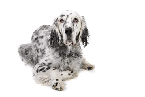 Un setter anglais adulte avec une belle fourrure épaisse, noire et blanche