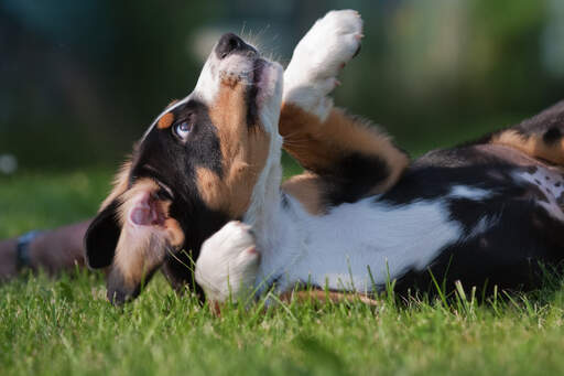 Un magnifique petit chiot bouvier d'entlebucher