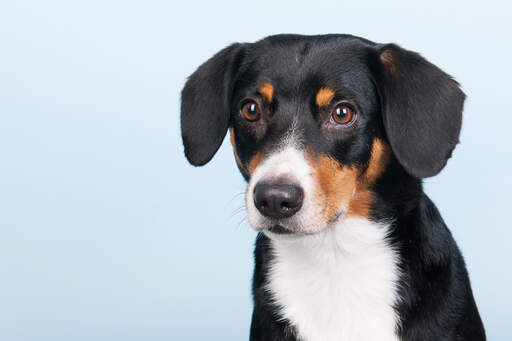 Un gros plan sur les incroyables yeux de fouine d'un jeune chien de montagne d'entlebucher