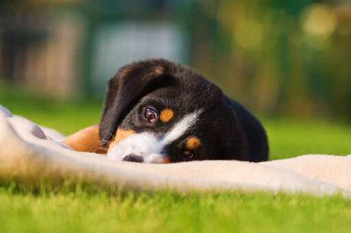 Un merveilleux petit chiot bouvier d'entlebucher couché dans l'herbe