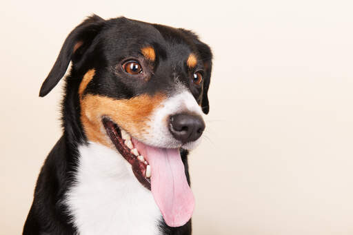 Un chien de montagne d'entlebucher adulte attendant un peu d'attention