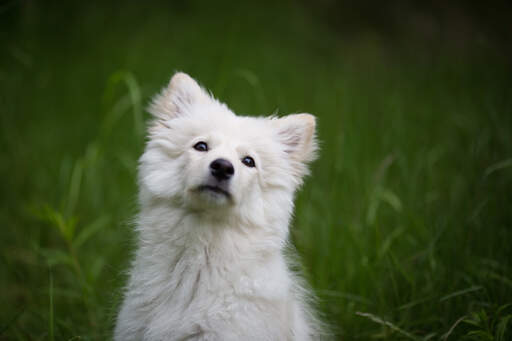 Un beau lapphund finlandais avec une épaisse fourrure blanche et douce