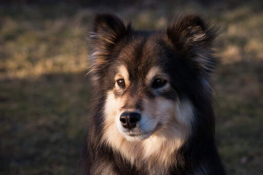 Gros plan sur le magnifique nez court et le pelage doux du finnish lipphund.