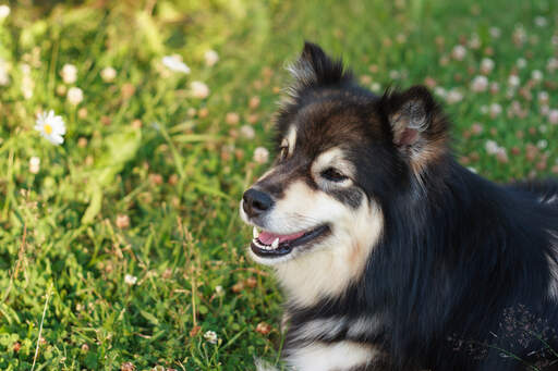 Un gros plan sur les merveilleuses oreilles pointues d'un lapphund finlandais