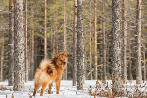 Un spitz finlandais montrant son incroyable queue