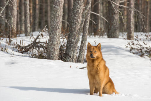 Un spitz finlandais assis patiemment sur le site Snow, attendant un ordre.