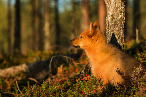 Gros plan sur les merveilleuses oreilles pointues d'un spitz finlandais