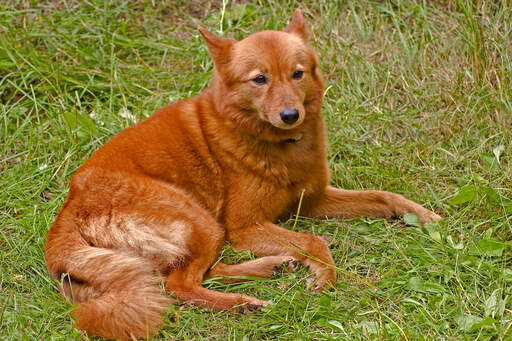 Un spitz finlandais adulte et en bonne santé se reposant sur l'herbe