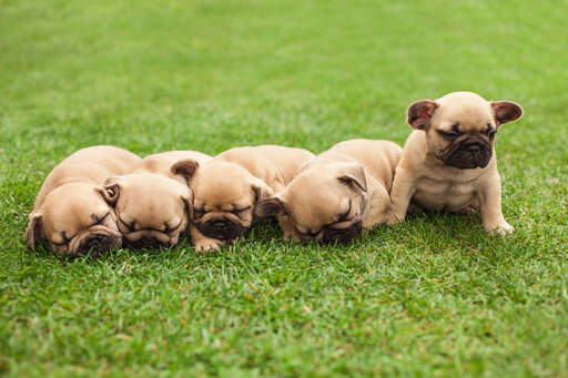 Cinq magnifiques petits chiots bouledogues français couchés ensemble sur l'herbe