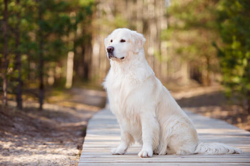 Un beau Golden retriever assis proprement, montrant sa belle fourrure