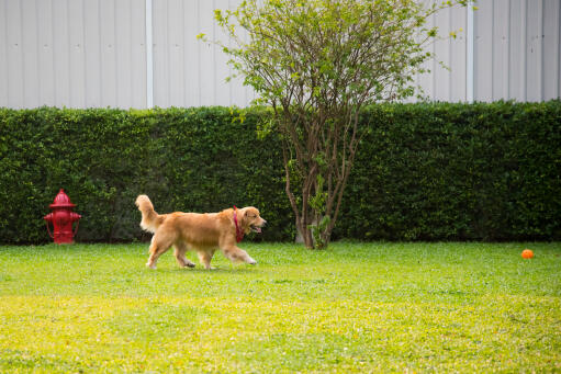 Un adulte en bonne santé Golden retriever jouant avec sa balle dans le jardin