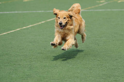 Un magnifique adulte Golden retriever qui court à toute allure