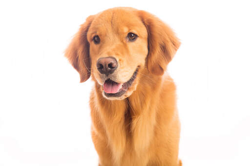 Un jeune chiot Golden retriever avec un beau poil doux